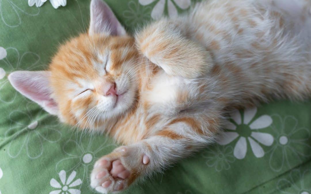 Savjeti za njegu mačaka – kako im osigurati zdrav i sretan život